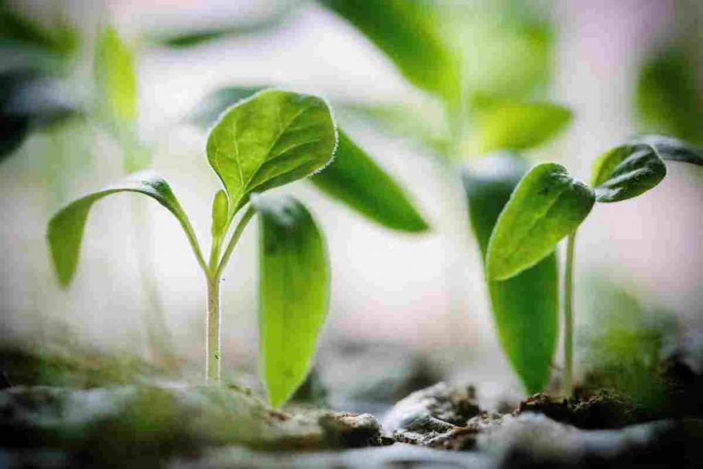 Tree Plantation Drive by JCI Nalukody
